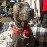 Leroy joined the competition — help win amazing prizes! animal, bandana, brown_dog, casual, checkered_pattern, clothing, collar, couch, dog, domestic_animal, fabric, furniture, household_items, indoor, looking_away, pet, portrait, red, shoes, sitting