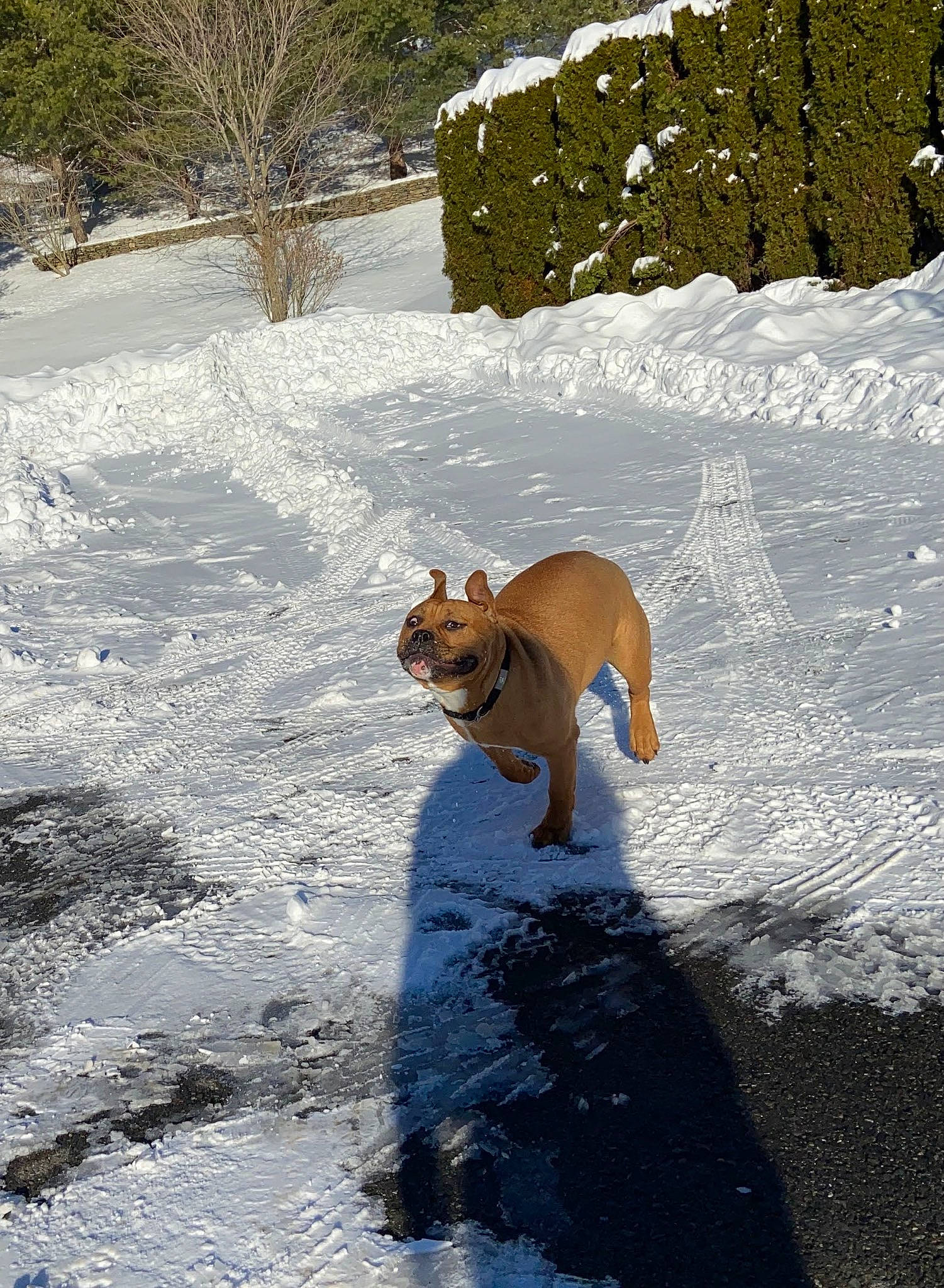 Deuce is registered to the contest to win money with this photo: canidae, carnivore, companion_dog, dog, dog_breed, fawn, freezing, frost, ice_cap, plant, playing_in_the_snow, shadow, slope, snow, spitz, sporting_group, tail, tree, wildlife, winter