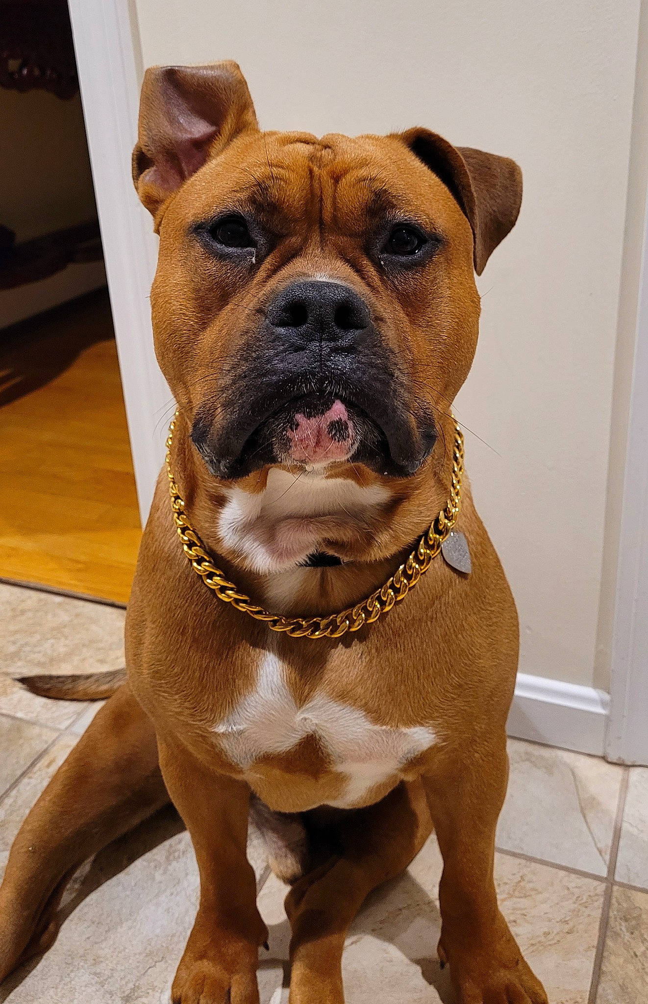 Deuce joined the competition — help win amazing prizes! ancient_dog_breeds, canidae, carnivore, collar, companion_dog, dog, dog_breed, dog_collar, fawn, fur, liver, molosser, non_sporting_group, pet_supply, snout, sporting_group, whiskers, working_animal, working_dog, wrinkle