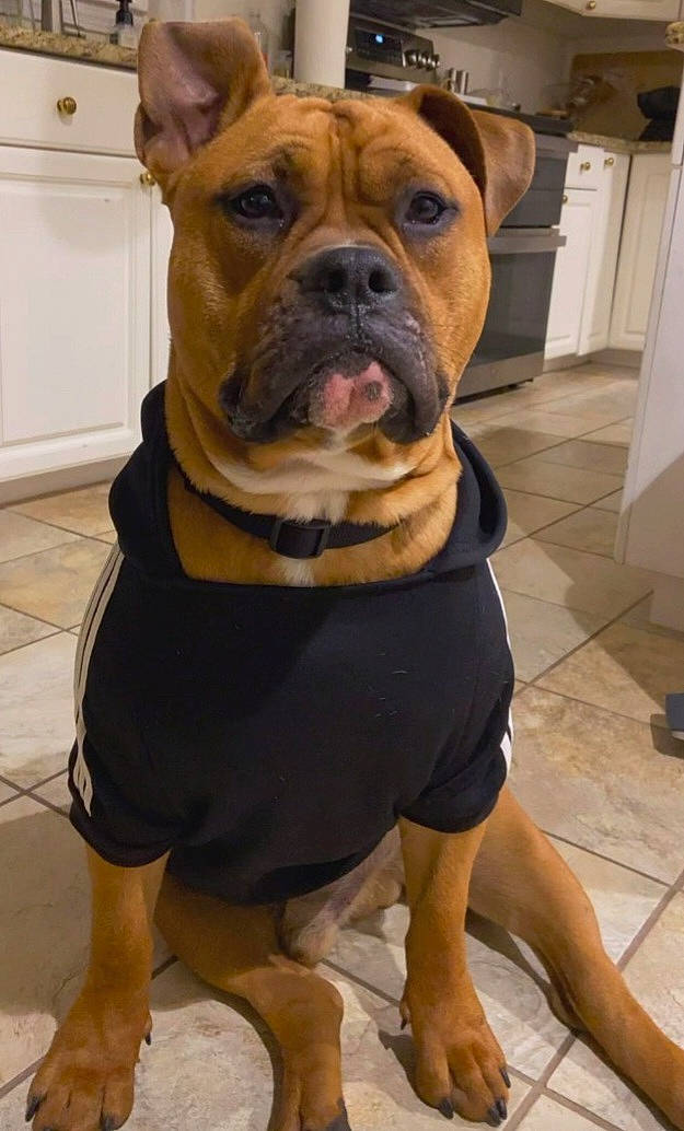 Deuce joined the competition — help win amazing prizes! barefoot, bulldog, cabinetry, canidae, carnivore, companion_dog, dog, dog_breed, door, fawn, flooring, foot, molosser, pet_supply, snout, sporting_group, thigh, working_animal, working_dog, wrinkle