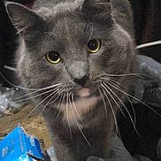 Bear is registered to the contest to win money with this photo: cat, gray_cat, yellow_eyes, whiskers, close_up, indoor, curious, pet, animal, feline, box, plastic_bag, clutter, domestic_cat, mammal, face, fur, looking, portrait, background