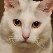 Annabell joined the competition — help win amazing prizes! animal, cat, close_up, cute, domestic_cat, ears, expression, eyes, face, feline, fur, indoors, looking, mammal, nose, pet, portrait, soft_light, whiskers, white_cat