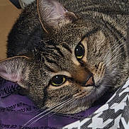 Han Squirrel is registered to the contest to win money with this photo: cat, tabby_cat, close_up, pet, animal, whiskers, fur, eyes, resting, indoor, face, curious, tabby, muzzle, soft_light, pattern, fabric, purple, relaxed, cute