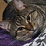 animal, cat, close_up, curious, cute, eyes, fabric, face, fur, indoor, muzzle, pattern, pet, purple, relaxed, resting, soft_light, tabby, tabby_cat, whiskers