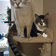 Luna Bell is registered to the contest to win money with this photo: animal, blanket, butterfly_poster, carpet, cat, cat_tree, cats, curious, dog, dog_in_background, feline, furniture, indoor, living_room, pet, pet_bed, plant, relaxed, tabby_cat, white_cat