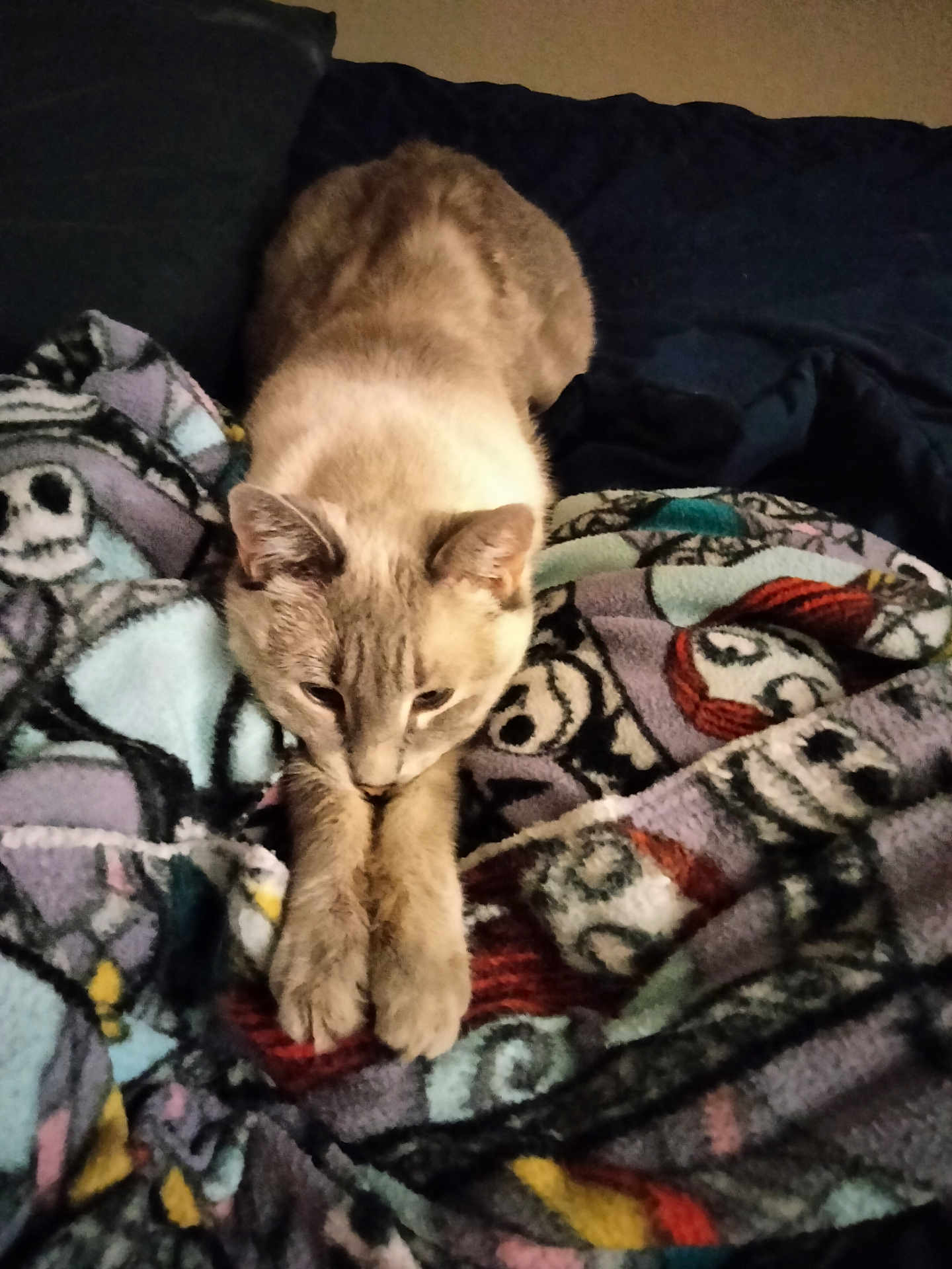 Luna Bell is registered to the contest to win money with this photo: cat, animal, pet, feline, stretching, blanket, cozy, indoor, resting, fur, cute, whiskers, ears, paws, bed, comfort, relaxed, mammal, sleepy, domestic