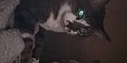 Luna Bell is registered to the contest to win money with this photo: animal, cat, cats, closeup, cute, dark, dim_light, domestic_cat, face, feline, fur, glowing_eye, indoor, looking, night, pet, resting, tabby, two_animals, whiskers