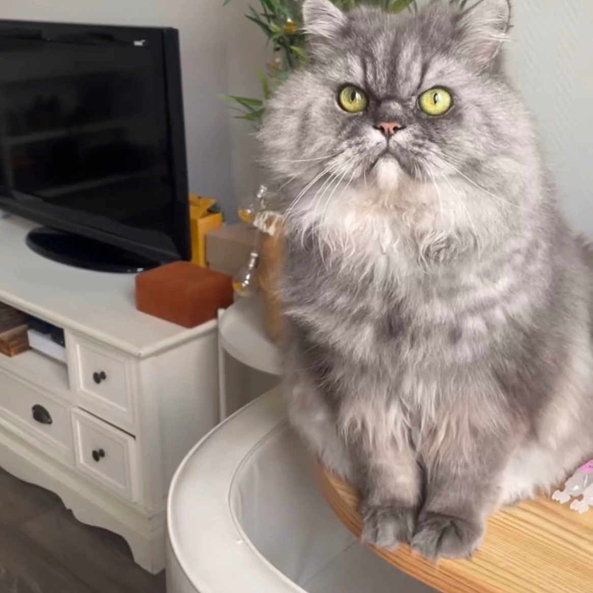 Figaro a rejoint le concours — aidez-le/la à gagner de superbes lots ! cat, close_up, cozy, curious, decor, domestic_animal, feline, fluffy, furniture, gray, home, indoor, living_room, pet, plant, sitting, table, television, wood_floor, yellow_eyes