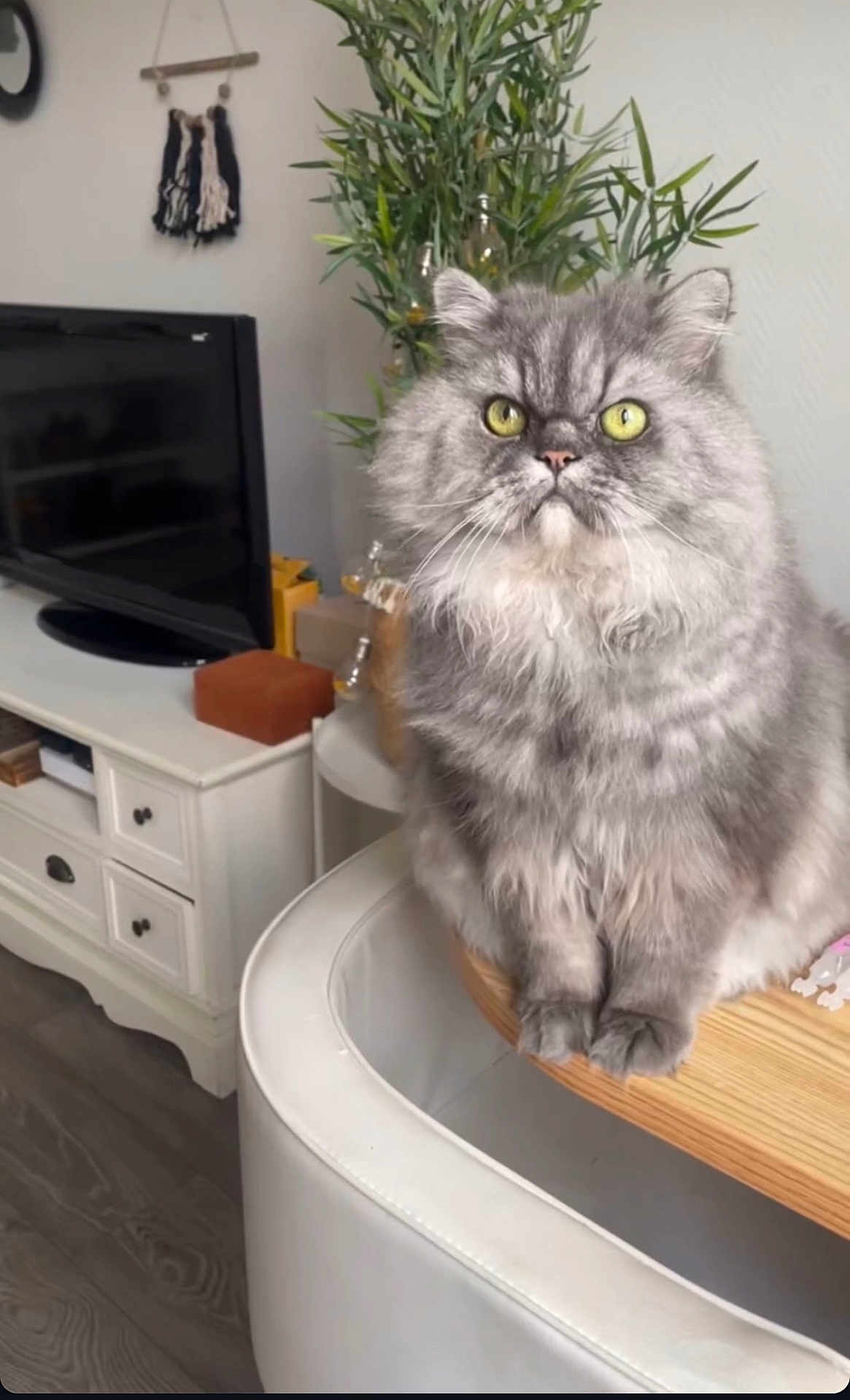 Figaro a rejoint le concours — aidez-le/la à gagner de superbes lots ! cat, fluffy, gray, yellow_eyes, table, living_room, plant, television, wood_floor, furniture, indoor, pet, domestic_animal, curious, sitting, close_up, cozy, decor, home, feline