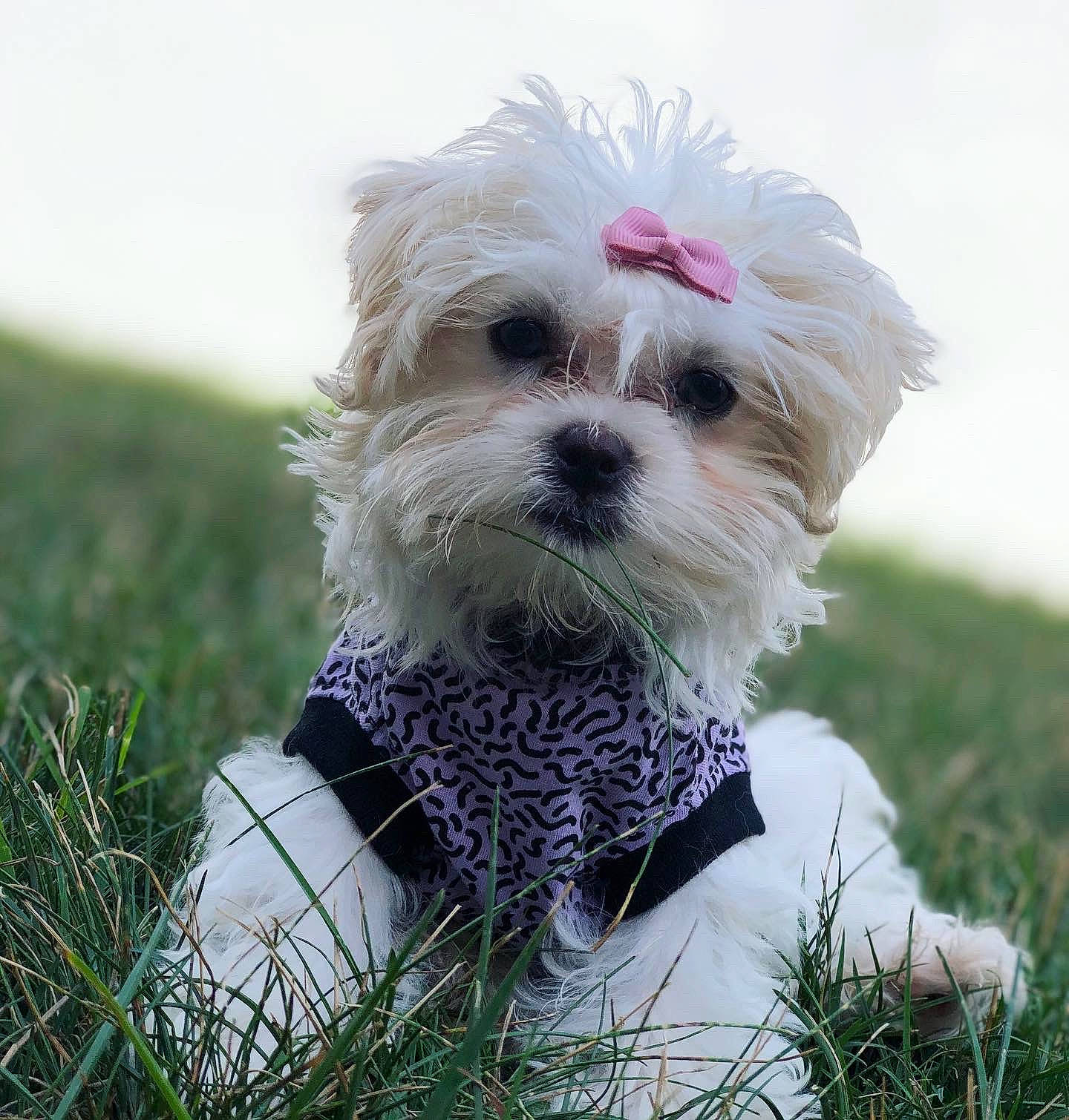 Layla is registered to the contest to win money with this photo: canidae, carnivore, collar, companion_dog, dog, dog_breed, dog_clothes, dog_collar, dog_supply, leash, mammal, pet_supply, puppy, small_terrier, snout, sporting_group, terrier, toy_dog, vertebrate, working_animal