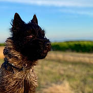 Anne Chardonnier a rejoint le concours — aidez-le/la à gagner de superbes lots ! animal, black, brown, canine, collar, daytime, dog, ears, field, fur, grass, landscape, nature, outdoor, pet, portrait, side_view, sky, sunlight, watchful