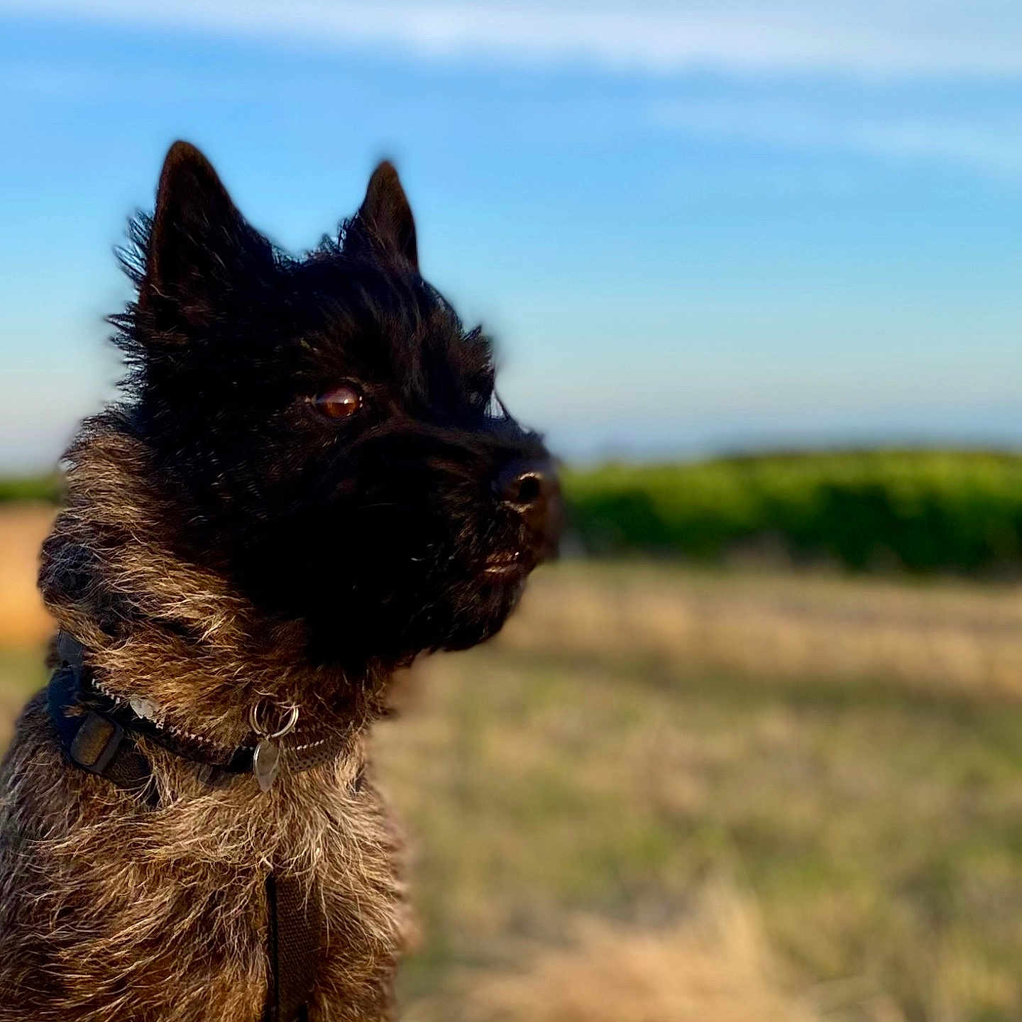 Anne Chardonnier a rejoint le concours — aidez-le/la à gagner de superbes lots ! animal, black, brown, canine, collar, daytime, dog, ears, field, fur, grass, landscape, nature, outdoor, pet, portrait, side_view, sky, sunlight, watchful