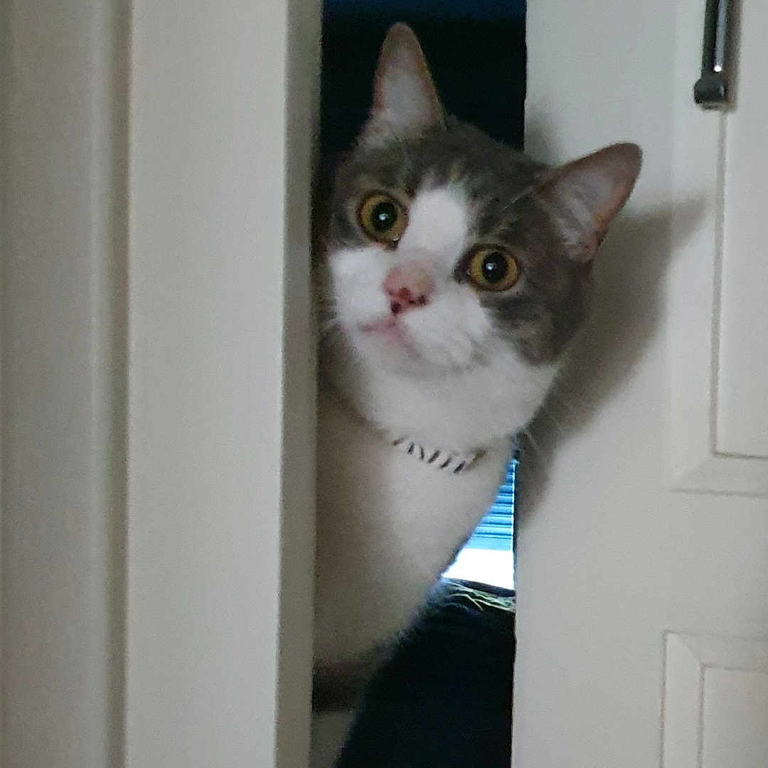 Jimy a rejoint le concours — aidez-le/la à gagner de superbes lots ! animal, cat, closeup, collar, curious, door, doorframe, ears, eyes, face, feline, fur, gray, home, indoor, peeking, pet, portrait, whiskers, white