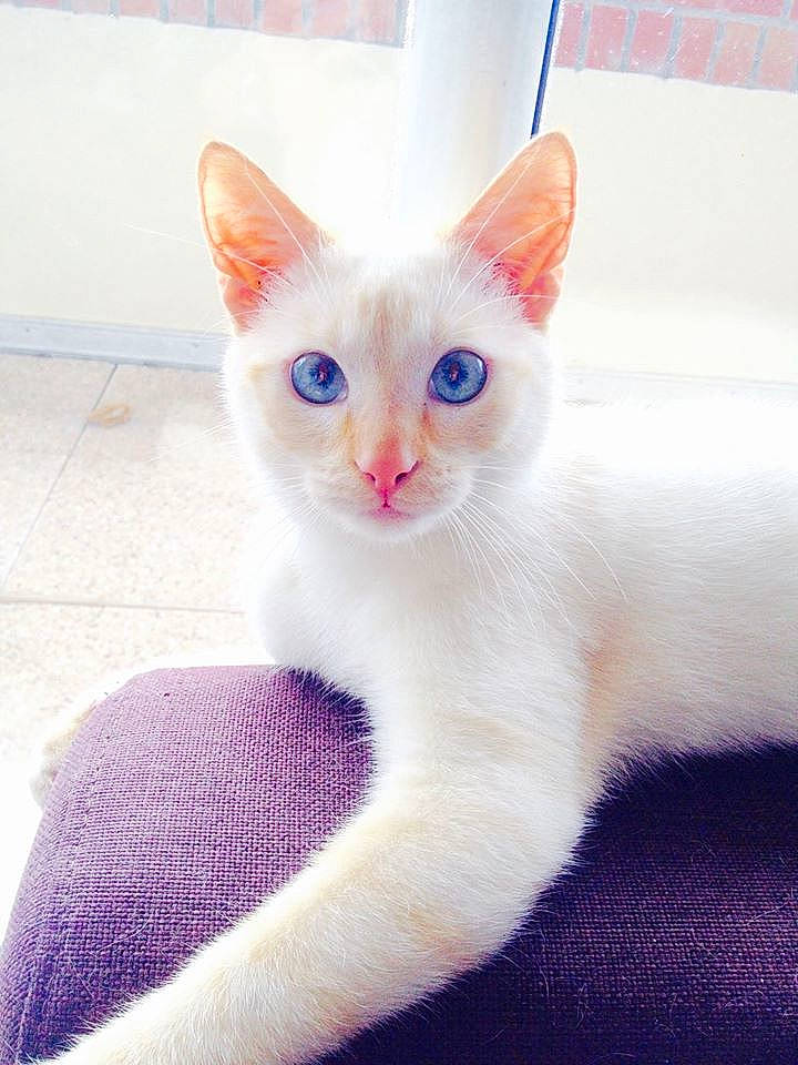 Brigand participe au concours pour gagner de l'argent avec cette photo : aegean_cat, burmilla, carnivore, cat, colorpoint_shorthair, domestic_short_haired_cat, ear, eye, felidae, german_rex, javanese, khao_manee, kitten, mammal, ojos_azules, small_to_medium_sized_cats, turkish_angora, turkish_van, vertebrate, whiskers