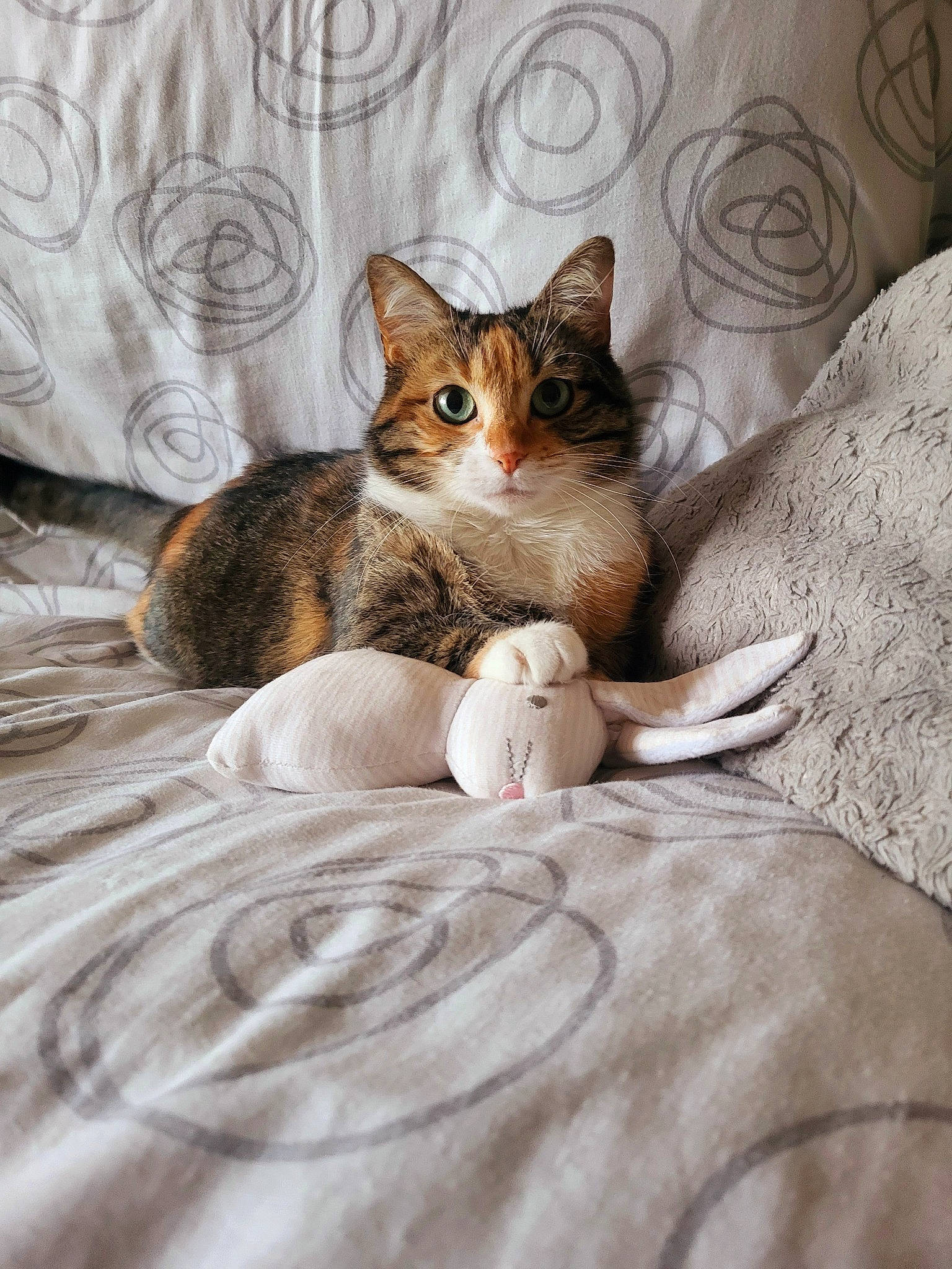 Laïa a rejoint le concours — aidez-le/la à gagner de superbes lots ! bed, bed_sheet, bedding, brown, carnivore, cat, comfort, domestic_short_haired_cat, fawn, felidae, fur, grey, linens, paw, small_to_medium_sized_cats, tail, terrestrial_animal, tree, whiskers, wood