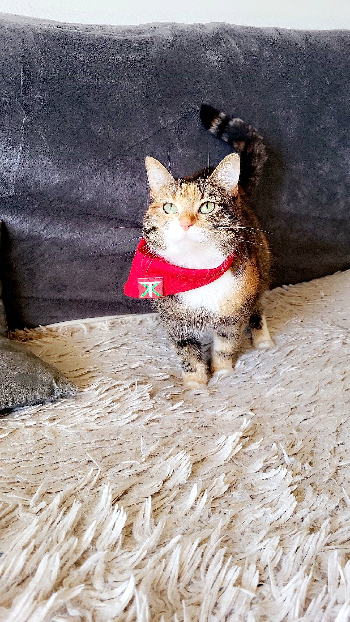 Laïa a rejoint le concours — aidez-le/la à gagner de superbes lots ! carnivore, cat, claw, domestic_short_haired_cat, felidae, flooring, foot, fur, paw, plant, sand, sitting, small_to_medium_sized_cats, snout, tail, terrestrial_animal, tree, whiskers, wildlife, wood