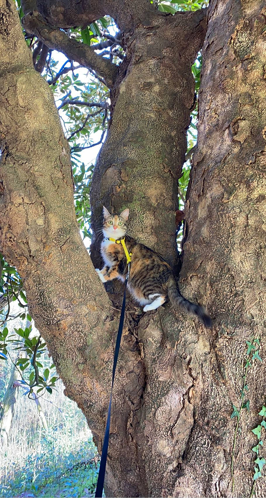 Laïa participe au concours pour gagner de l'argent avec cette photo : bedrock, carnivore, electric_blue, felidae, forest, jungle, northern_hardwood_forest, plant, plant_stem, recreation, soil, temperate_broadleaf_and_mixed_forest, terrestrial_animal, terrestrial_plant, tree, trunk, twig, wildlife, wood