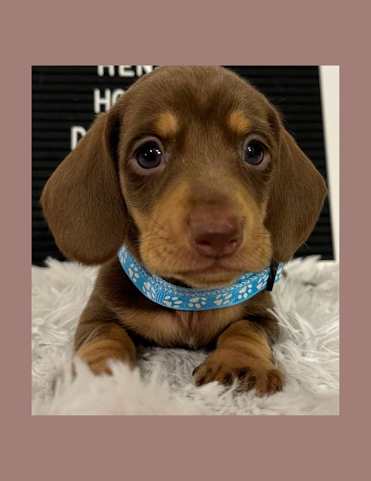 Banks is registered to the contest to win money with this photo: carnivore, companion_dog, dog, dog_breed, gun_dog, liver, pet_supply, rectangle, sporting_group, whiskers, wood, working_animal