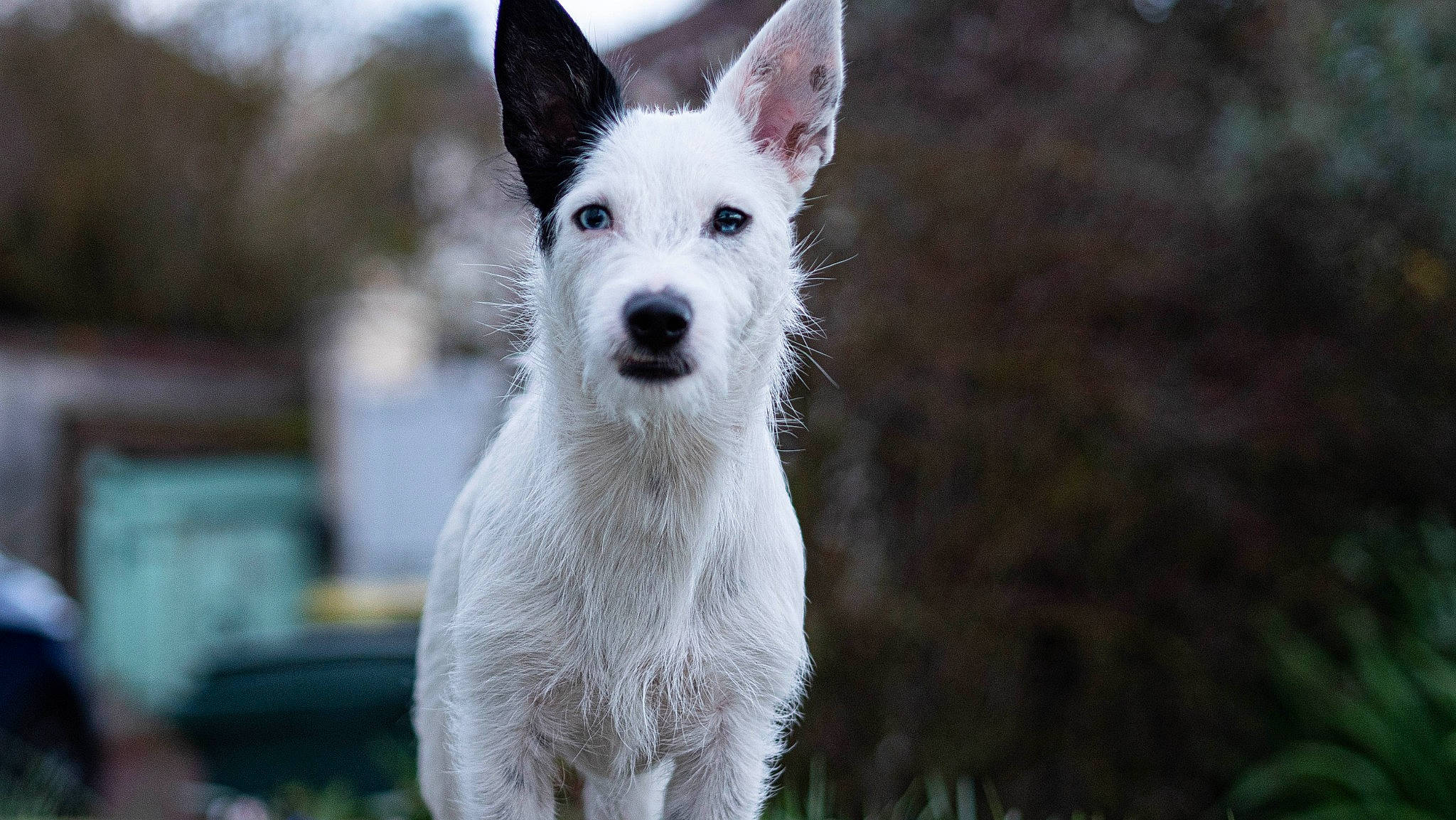 Captain participe au concours pour gagner de l'argent avec cette photo : berger_blanc_suisse, canidae, carnivore, dog, dog_breed, mammal, rare_breed_dog, snout, vertebrate, white_shepherd