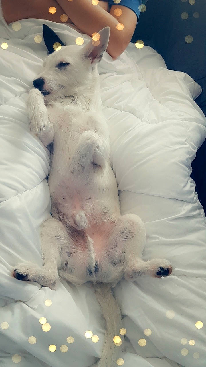 Captain participe au concours pour gagner de l'argent avec cette photo : canidae, carnivore, companion_dog, dog, dog_breed, non_sporting_group, puppy, terrier, white