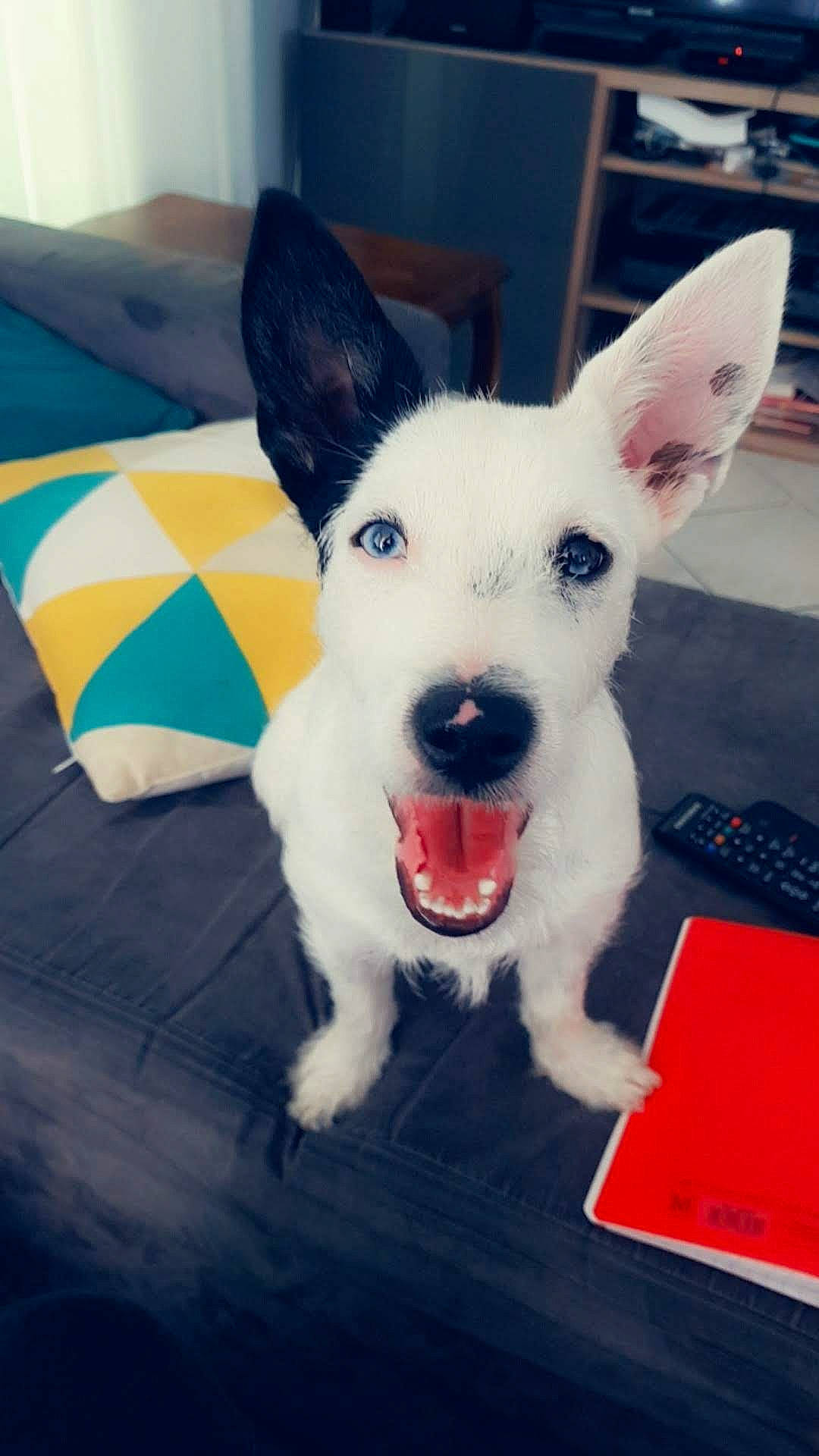 Captain a rejoint le concours — aidez-le/la à gagner de superbes lots ! canidae, carnivore, companion_dog, dog, dog_breed, ear, mammal, puppy, rare_breed_dog, small_terrier, snout, terrier, vertebrate