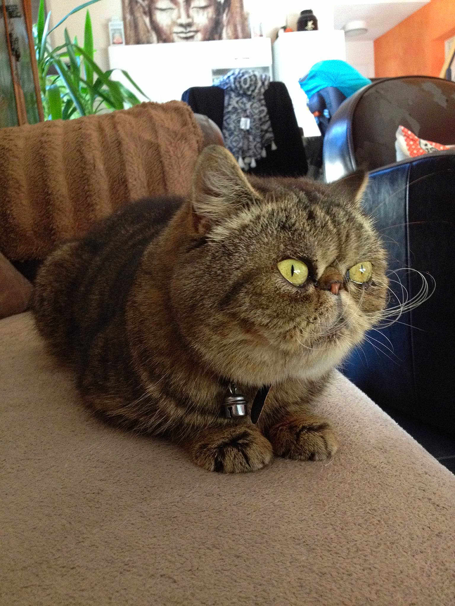 Tikara