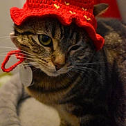 Buu is registered to the contest to win money with this photo: accessory, animal, awake, bed, cat, close_up, costume, cozy, crochet_hat, cute, ears, feline, indoor, pet, portrait, sleepy, strawberry_hat, stripes, tabby_cat, whiskers