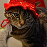 accessory, animal, awake, bed, cat, close_up, costume, cozy, crochet_hat, cute, ears, feline, indoor, pet, portrait, sleepy, strawberry_hat, stripes, tabby_cat, whiskers