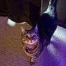 Buu is registered to the contest to win money with this photo: animal, carpet, cat, collar, cozy, curious, curtains, feline, id_tag, indoor, looking_up, night_light, pet, portrait, purple_light, shadow, tabby_cat, tail, whiskers, wide_eyes