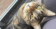 Buu joined the competition — help win amazing prizes! cat, close_up, cozy, curious, curtain, ear, feline, fur, green_eyes, indoor, looking_up, nose, pet, portrait, reflection, sunlight, tabby_cat, whiskers, window, wood_floor