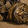 Buu is registered to the contest to win money with this photo: adorable, brown, carpet, cat, close_up, cute, ear, feline, fur, green_eyes, indoor, lying_down, nose, paw, pet, portrait, relaxed, stripes, tabby_cat, whiskers