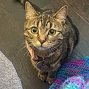 Buu is registered to the contest to win money with this photo: blanket, cat, collar, colorful, cute, ears, fur, hardwood_floor, id_tag, indoor, knitted_blanket, looking_up, paws, pet, portrait, sitting, tabby_cat, tail, whiskers, wide_eyes