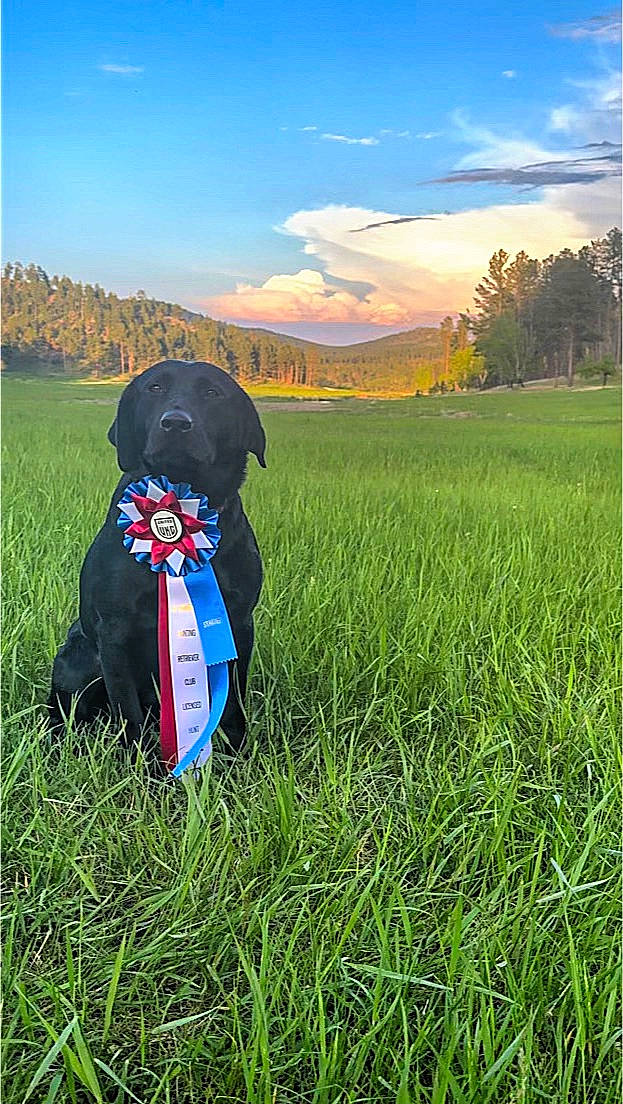 Eazy is registered to the contest to win money with this photo: agriculture, carnivore, cloud, dog, dog_breed, grass, grass_family, grassland, happy, hat, headgear, meadow, natural_environment, natural_landscape, people_in_nature, plain, plant, rural_area, sky, tree