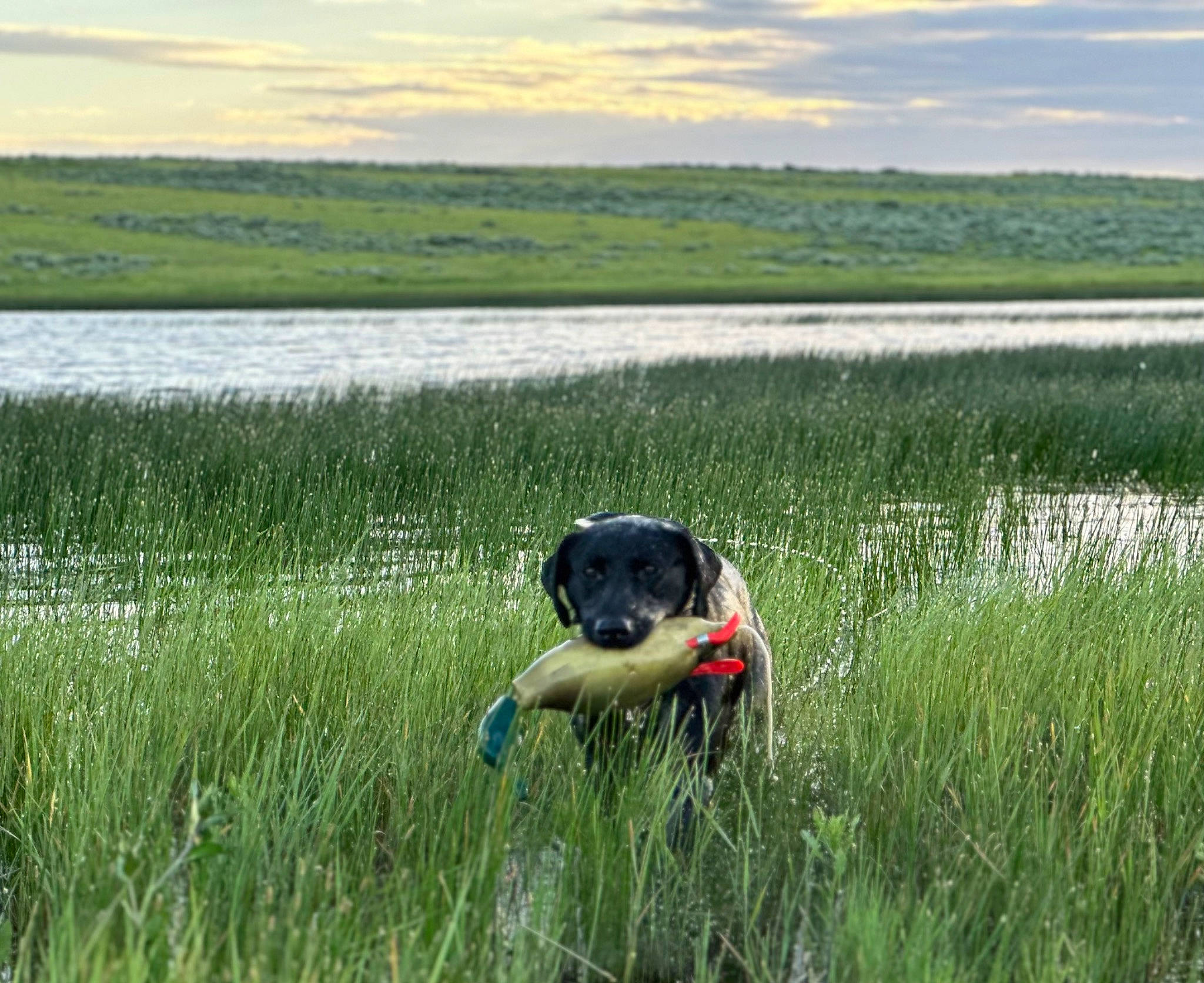 Eazy joined the competition — help win amazing prizes! agriculture, carnivore, cloud, dog, dog_breed, fawn, freshwater_marsh, grass, grassland, lake, landscape, natural_landscape, pasture, plant, prairie, sky, sporting_group, water, wetland, working_animal