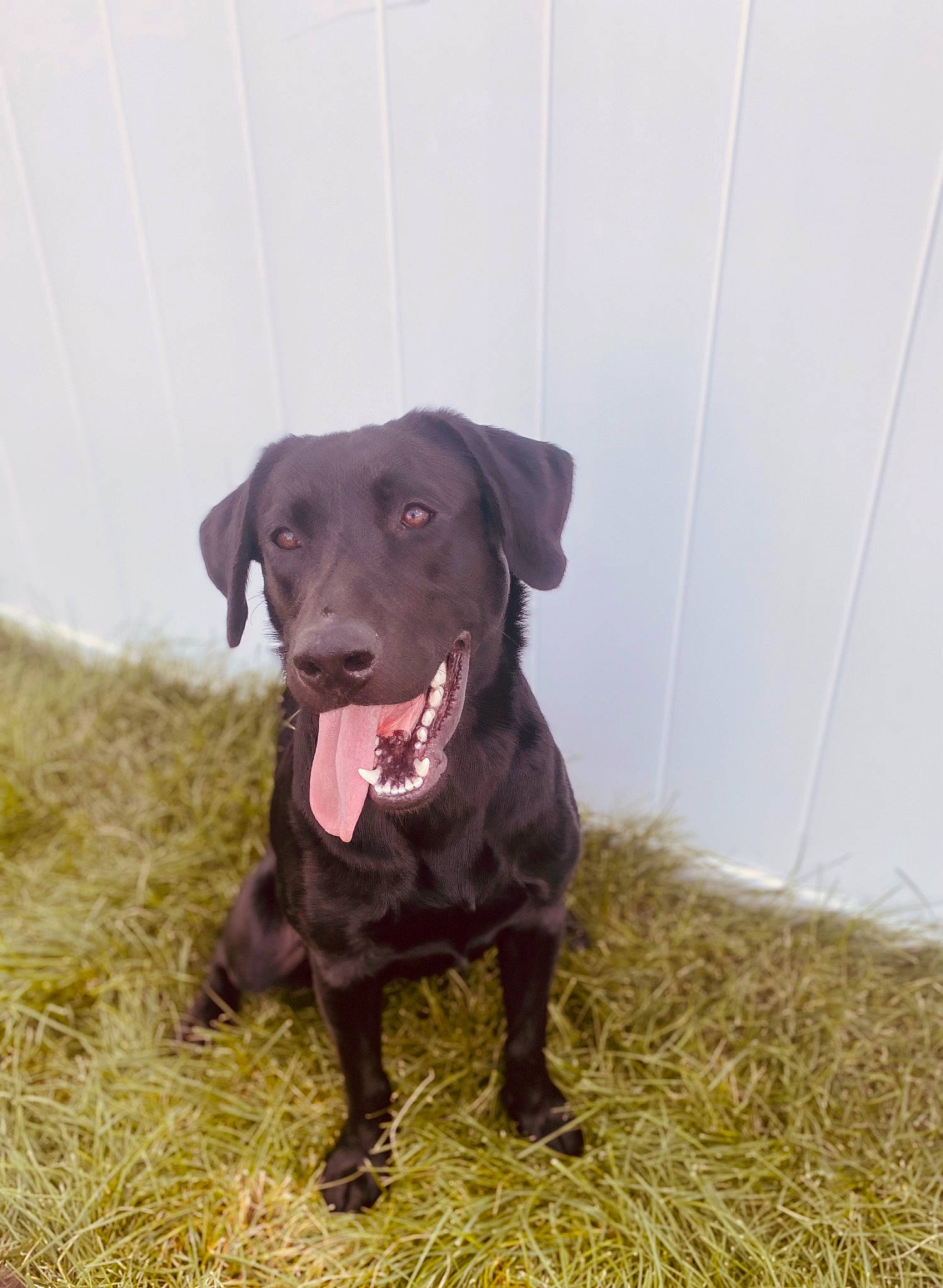 Eazy joined the competition — help win amazing prizes! borador, canidae, carnivore, collar, companion_dog, dog, dog_breed, dog_collar, fawn, fur, grass, gun_dog, hunting_dog, labrador_retriever, liver, plant, retriever, terrestrial_animal, whiskers, working_animal
