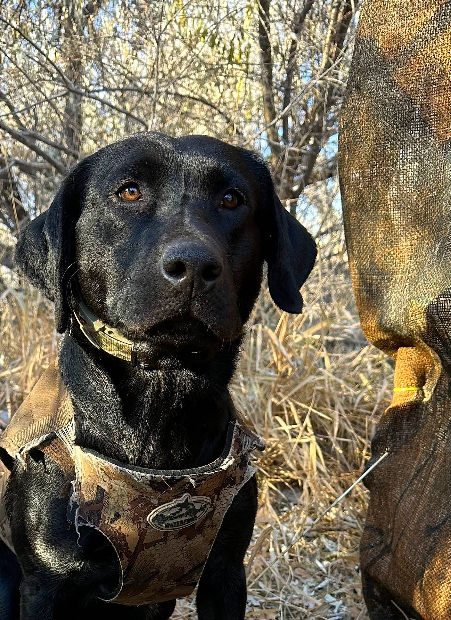 Eazy is registered to the contest to win money with this photo: borador, canidae, carnivore, collar, companion_dog, dog, dog_breed, dog_collar, fawn, fur, guard_dog, gun_dog, liver, natural_material, plant, sporting_group, terrestrial_animal, tree, working_animal, working_dog