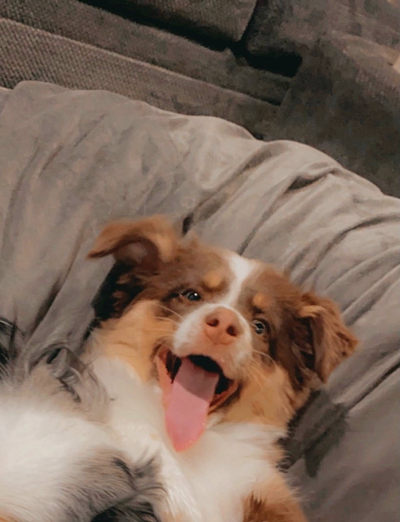 Baylor is registered to the contest to win money with this photo: canidae, carnivore, comfort, companion_dog, dog, dog_breed, door, fang, fur, gun_dog, happy, linens, liver, shout, smile, spaniel, terrestrial_animal, whiskers, working_animal, working_dog