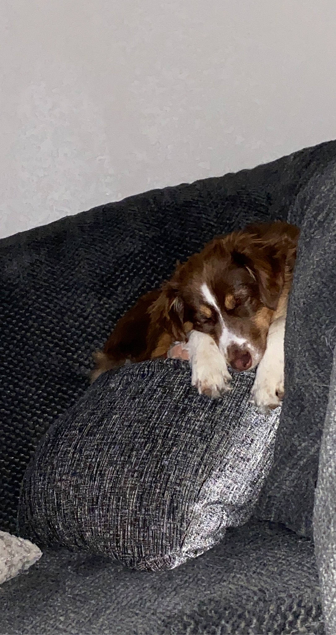 Baylor is registered to the contest to win money with this photo: australian_shepherd, canidae, carnivore, comfort, companion_dog, dog, dog_breed, fur, herding_dog, linens, liver, snout, spaniel, sporting_group, terrestrial_animal, welsh_springer_spaniel, whiskers, wood, working_animal, working_dog