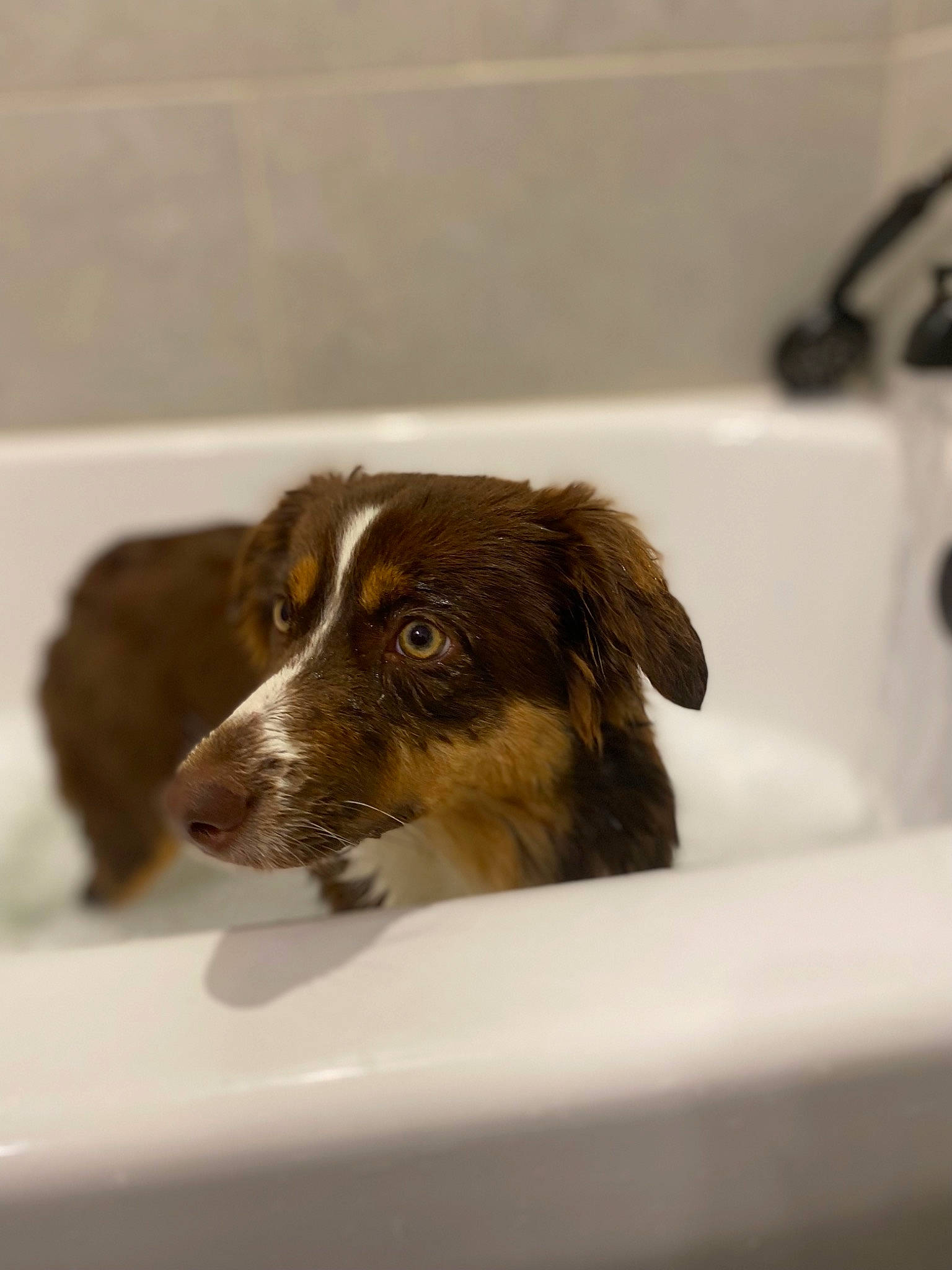 Baylor is registered to the contest to win money with this photo: bathroom, bathtub, canidae, carnivore, companion_dog, dog, dog_breed, fluid, fur, hunting_dog, plumbing, plumbing_fixture, puppy, sink, snout, tap, terrestrial_animal, working_dog