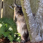 Kitter is registered to the contest to win money with this photo: lynx, wild_cat, tree, fern, wooden_fence, outdoor, nature, animal, wildlife, mammal, fur, eyes, face, plant, bark, shadow, leaf, ground, bush, forest