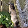 lynx, wild_cat, tree, fern, wooden_fence, outdoor, nature, animal, wildlife, mammal, fur, eyes, face, plant, bark, shadow, leaf, ground, bush, forest