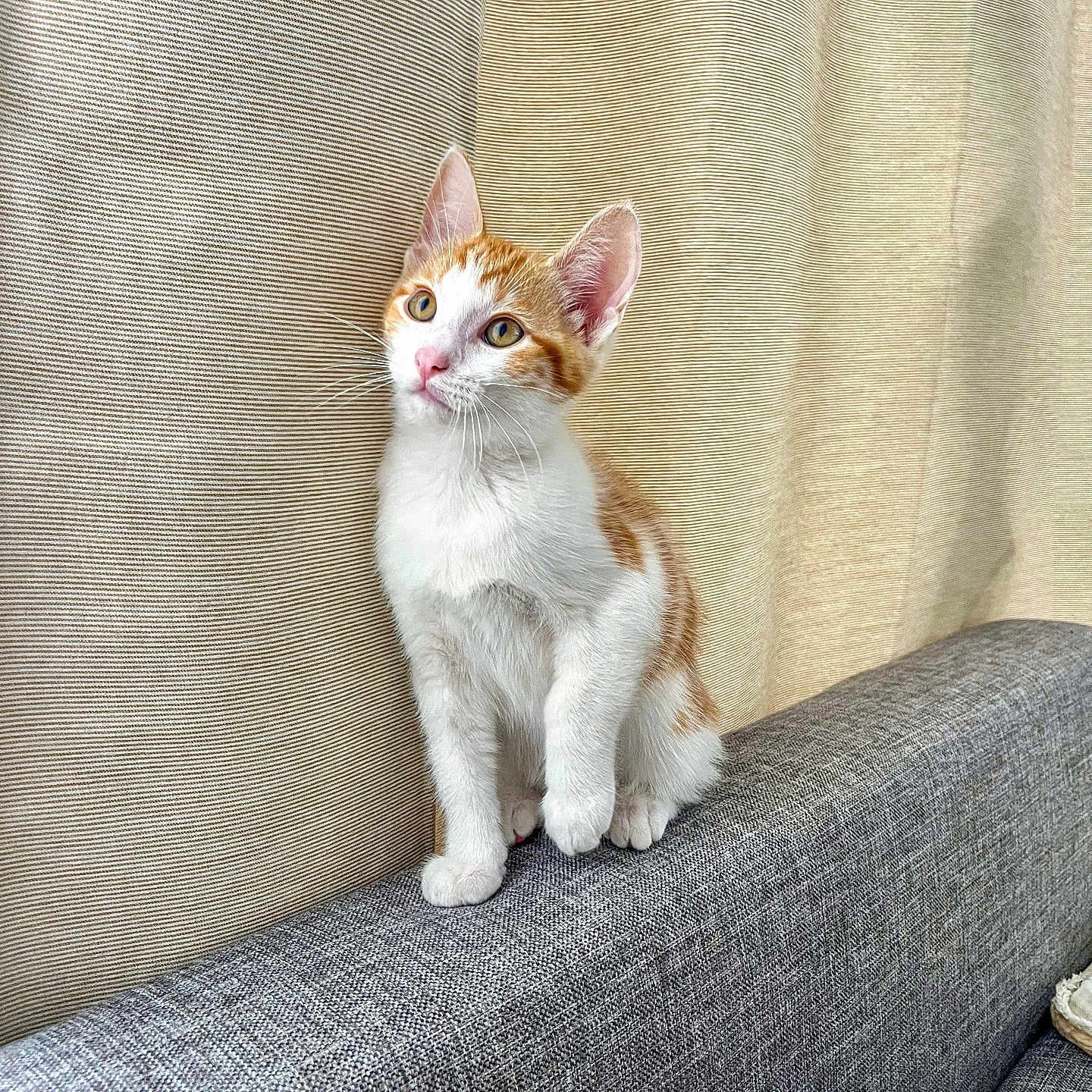 Rio a rejoint le concours — aidez-le/la à gagner de superbes lots ! cat, couch, curious, curtains, cute, domestic_cat, ears, furniture, gray_couch, home, indoor, kitten, looking_away, orange_and_white, paws, pet, sitting, soft_light, whiskers, young_cat