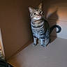 cat, tabby, cardboard_box, animal, pet, feline, curious, sitting, shadow, indoor, whiskers, ears, tail, striped, cute, looking_up, box_corner, fur, domestic_cat, alert