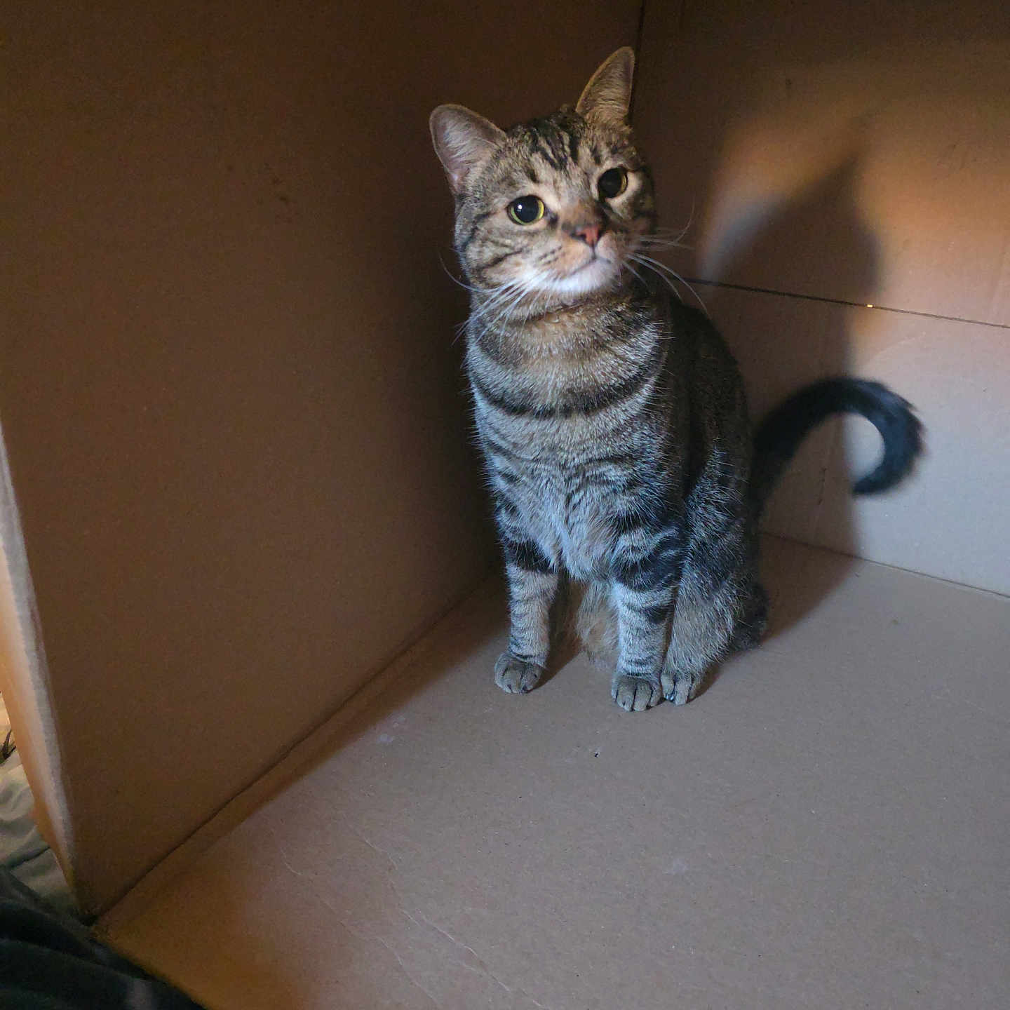 Iris Monica joined the competition — help win amazing prizes! cat, tabby, cardboard_box, animal, pet, feline, curious, sitting, shadow, indoor, whiskers, ears, tail, striped, cute, looking_up, box_corner, fur, domestic_cat, alert