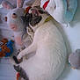 Oscar participe au concours pour gagner de l'argent avec cette photo :