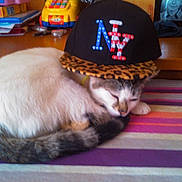 Oscar participe au concours pour gagner de l'argent avec cette photo :