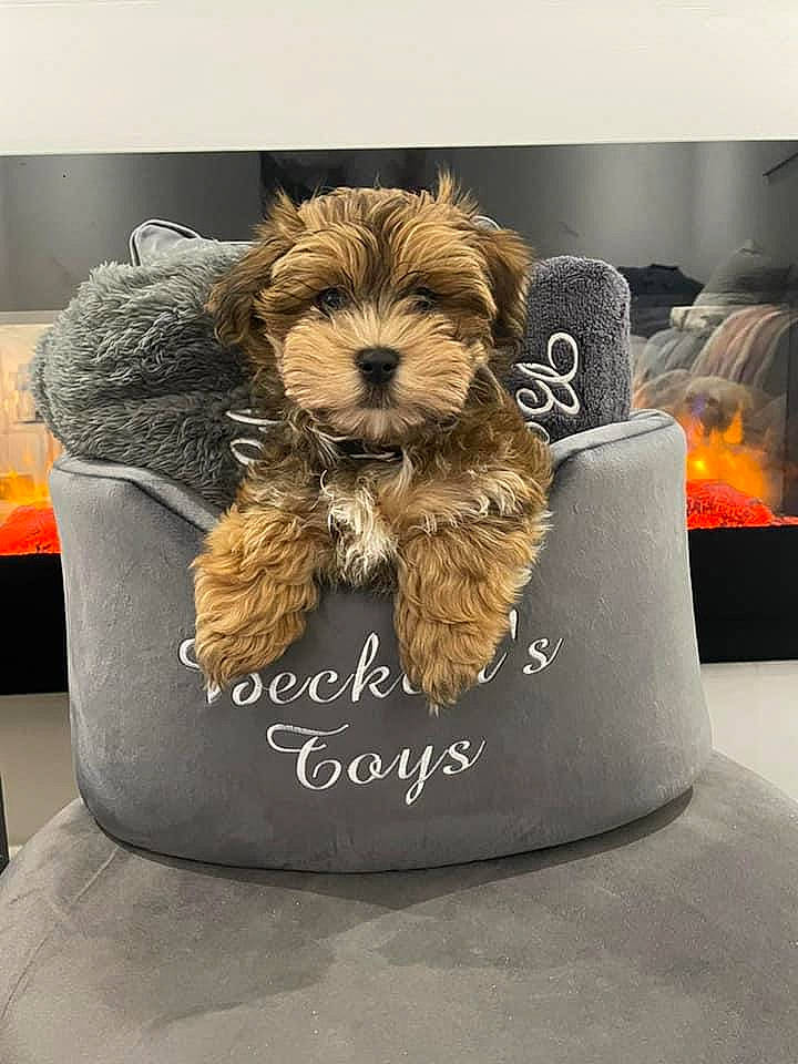 Beckett joined the competition — help win amazing prizes! basket, canidae, carnivore, companion_dog, couch, dog, dog_breed, dog_supply, fashion_accessory, fawn, font, grey, linens, liver, pet_supply, picture_frame, product, rectangle, sporting_group, working_animal