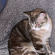 Bébé a rejoint le concours — aidez-le/la à gagner de superbes lots ! animal, blanket, cat, cozy, cute, domestic, ears, feline, fur, indoor, mammal, paws, pet, resting, sitting, soft, striped, tabby, tail, whiskers