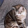 animal, blanket, cat, cozy, cute, domestic, ears, feline, fur, indoor, mammal, paws, pet, resting, sitting, soft, striped, tabby, tail, whiskers