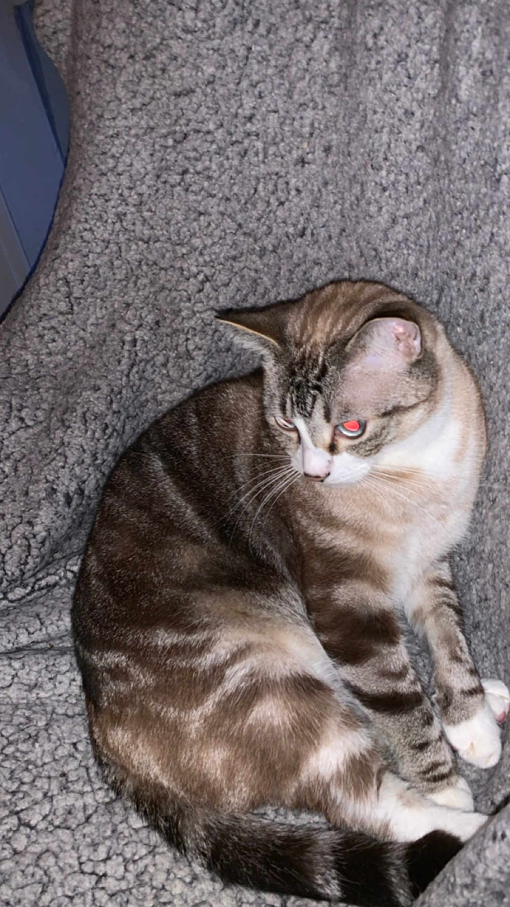 Bébé